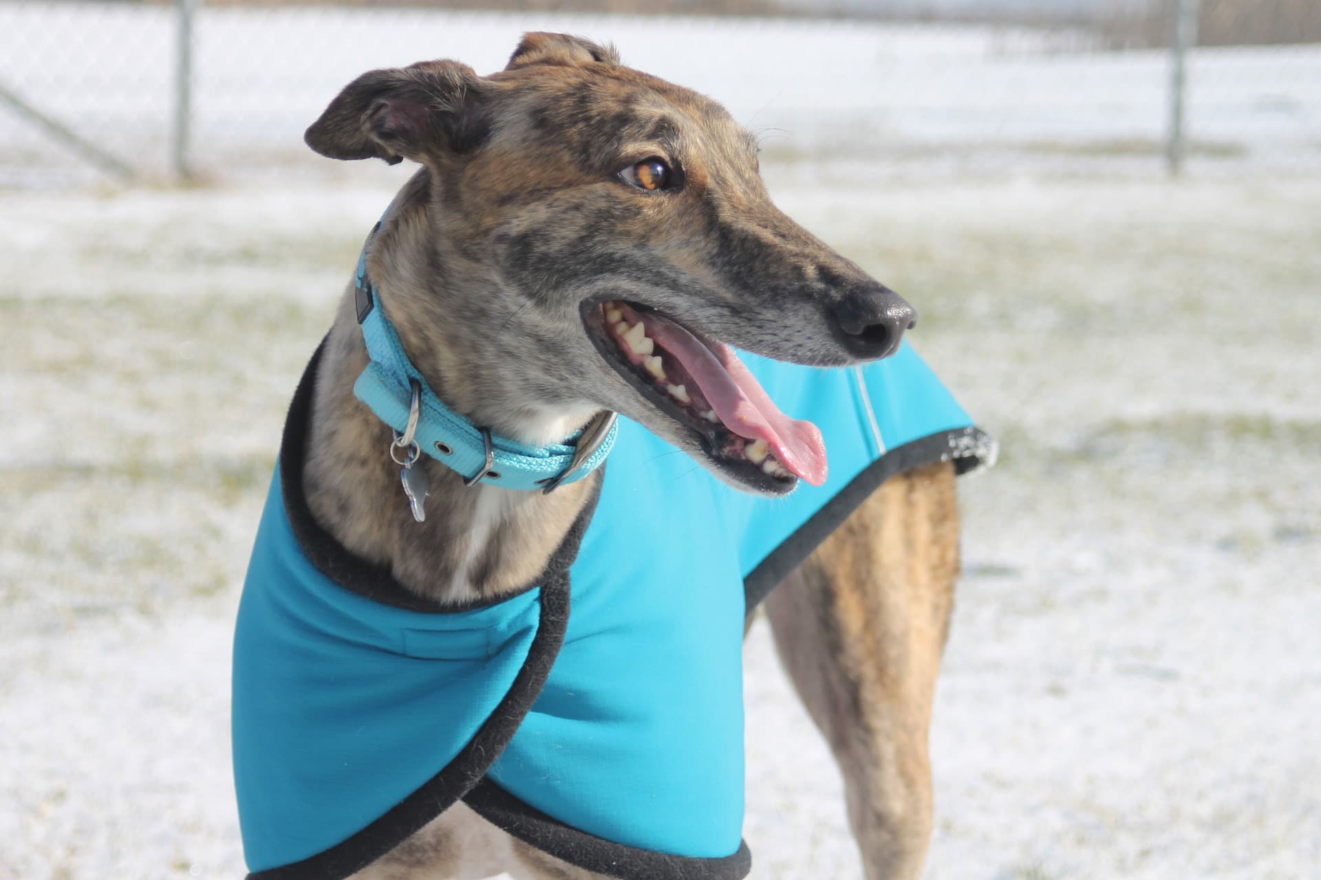 How can you counteract the cruelty of the greyhound industry?