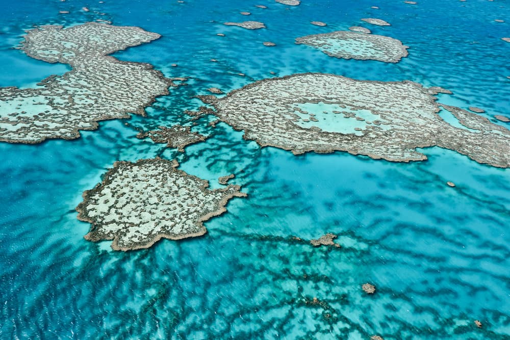 A new hope for the The Great Barrier Reef: Genetically Modified Corals