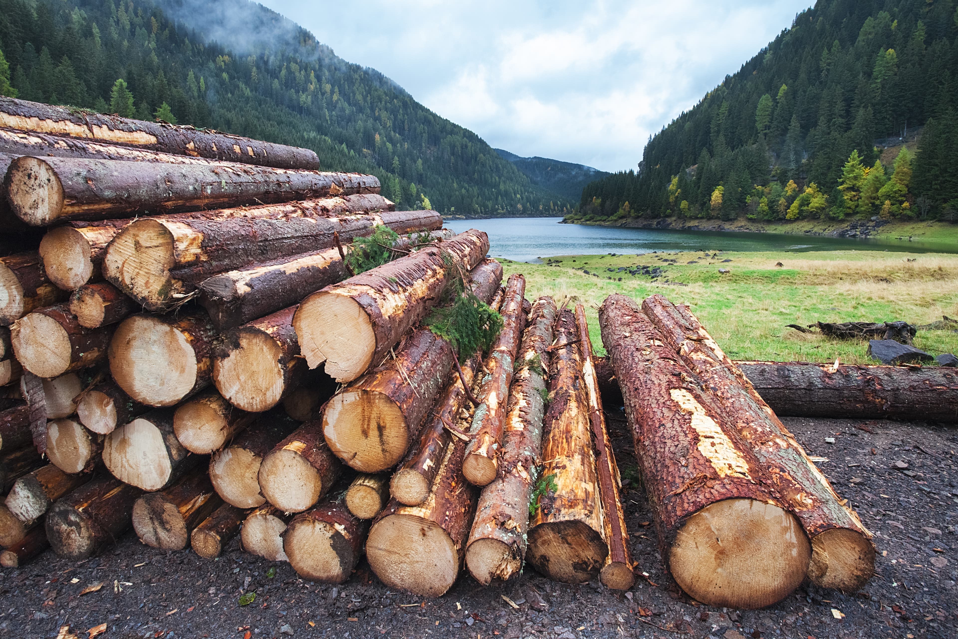 Why we shouldn’t chop down our logging laws