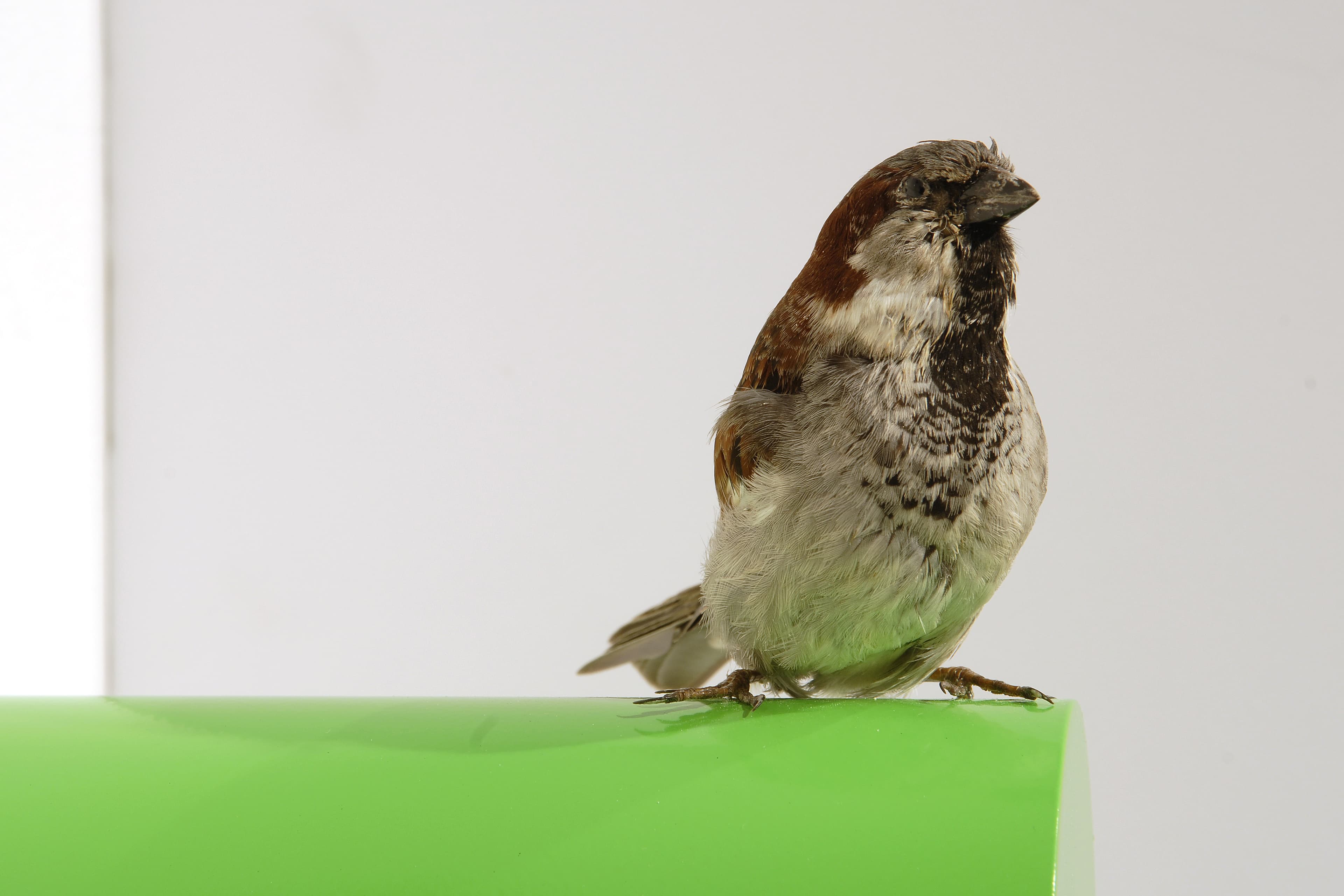 ‘Not Niwe, Not Nieuw, Not Neu’ Art Show