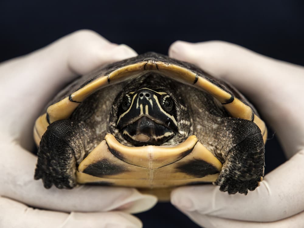 115 New Species of Flora and Fauna Discovered in Greater Mekong Area