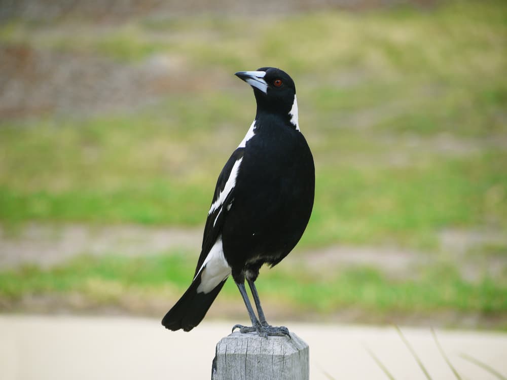 The Australian Magpie Takes Australian Bird of the Year Title