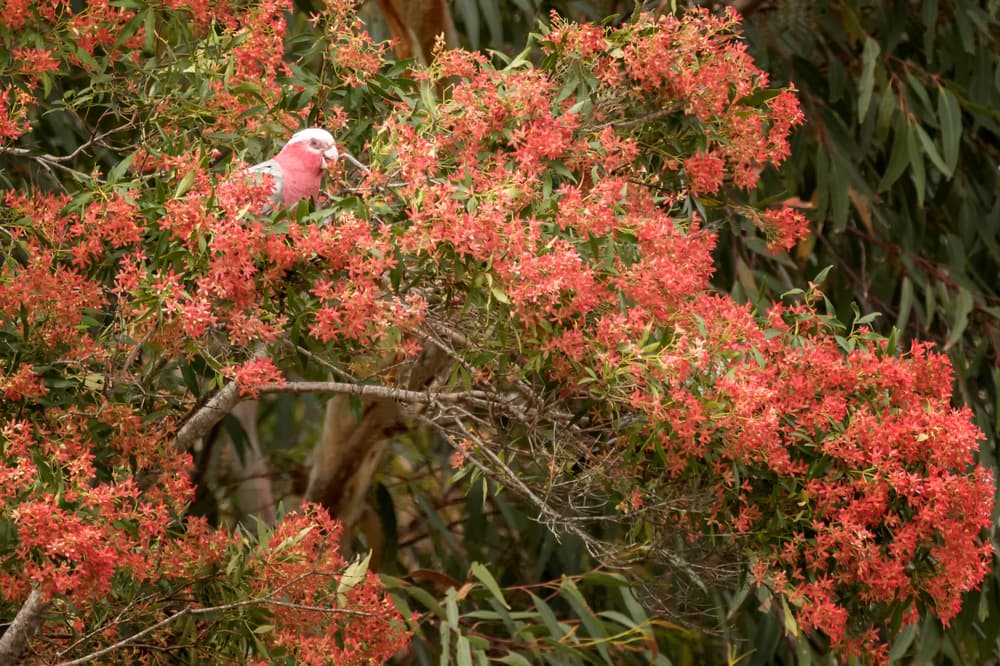 Christmas Bushes and other summer flowering plants