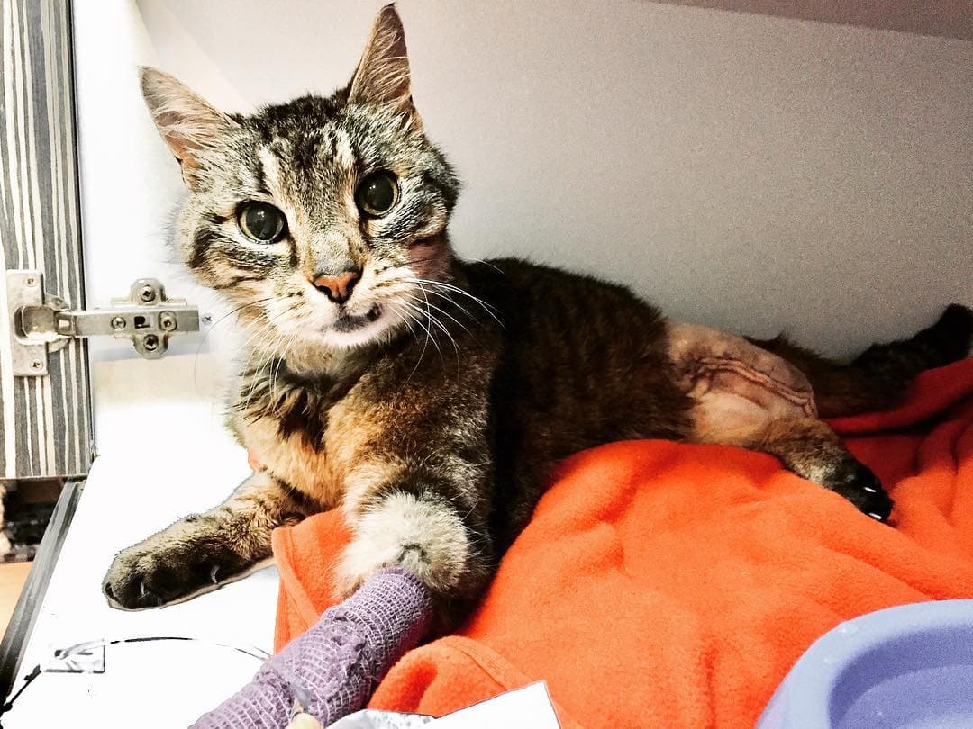 The Misadventure of Che Dizzle the Cat.