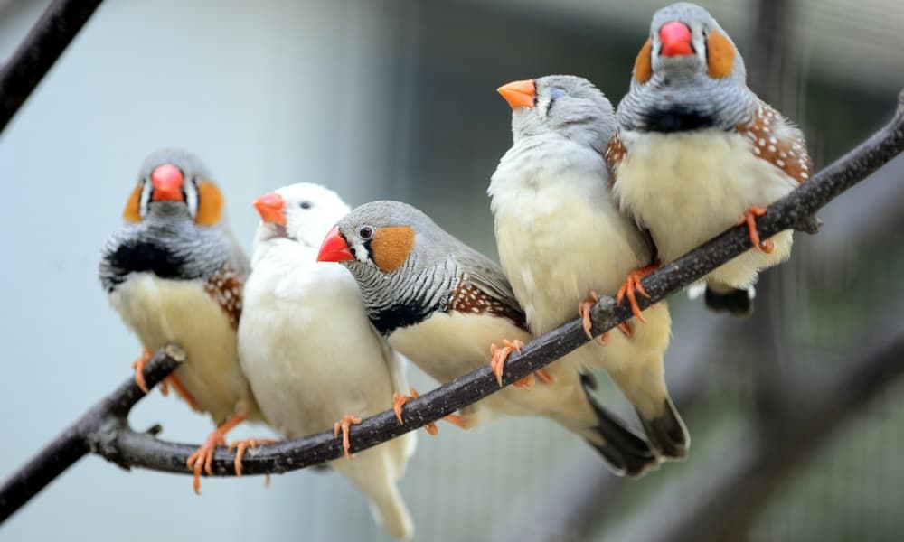 Balmy Birds: The effects of heatwaves on zebra finches