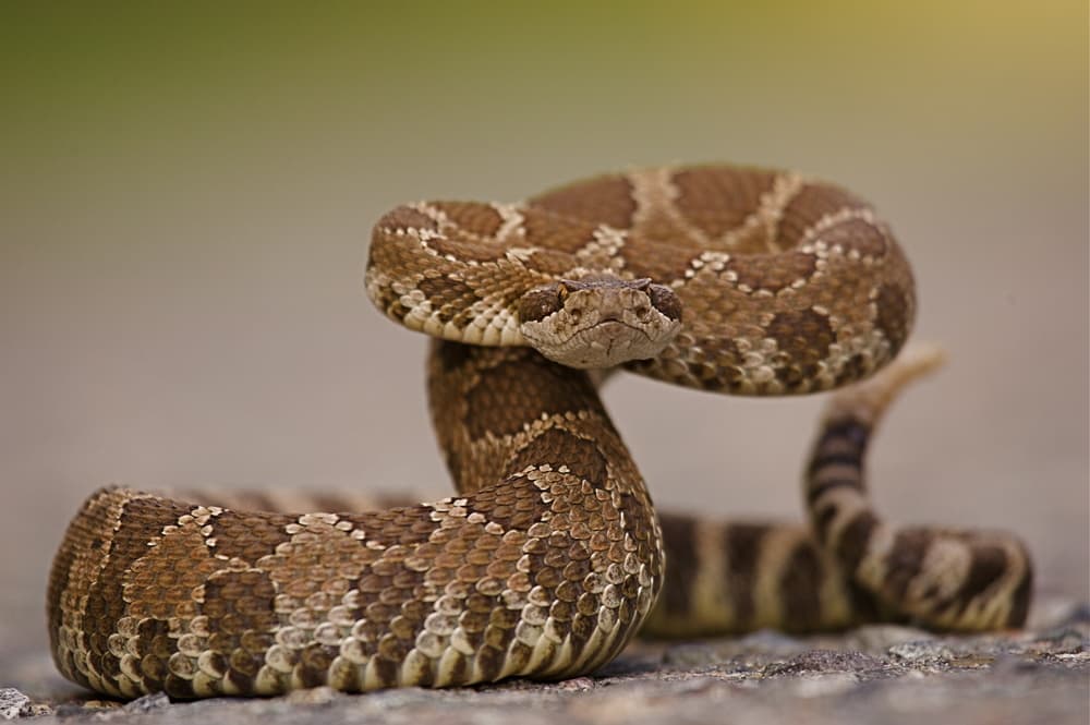 Why Are Antivenom Stocks In Regional Australia Dwindling?
