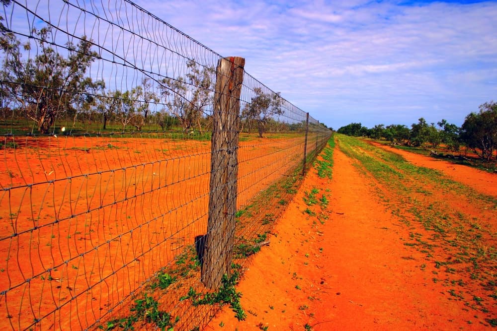 How has the Dingo Fence impacted the local desert ecosystem?