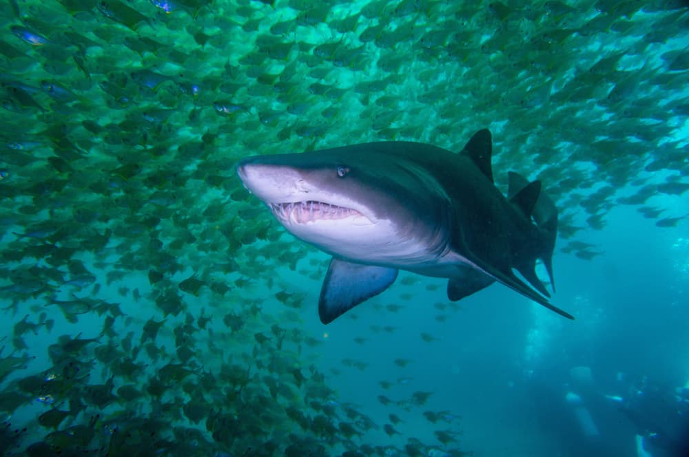 Shark nets in northern NSW are still trapping “bycatch”
