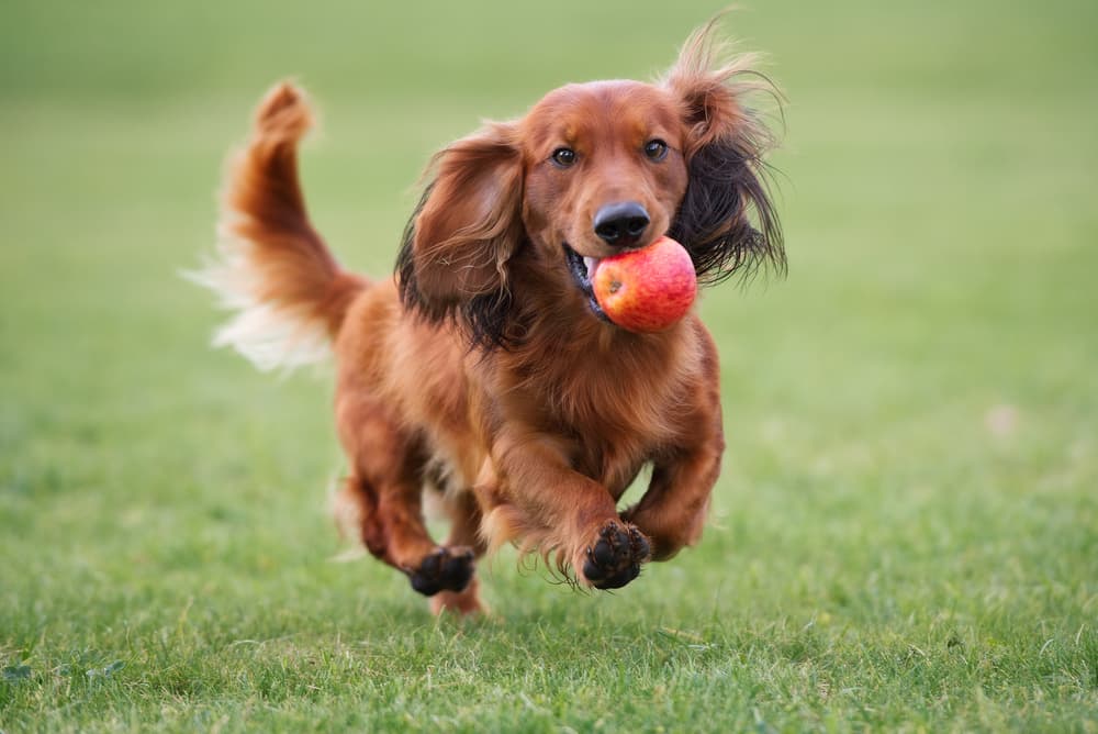 Dachshund Racing! The Werriwa Wiener Dash