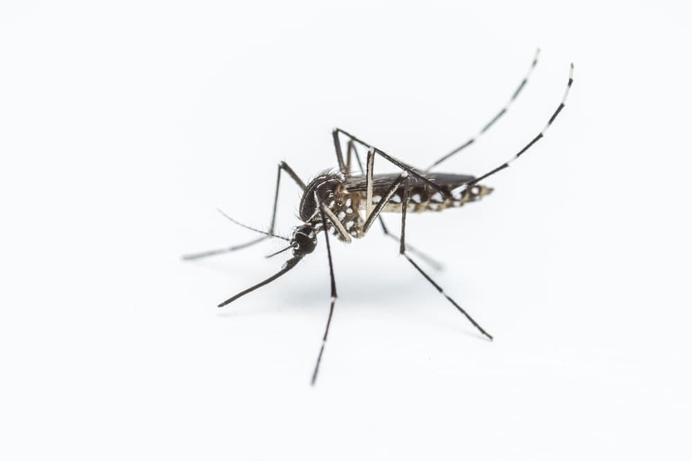 A new mosquito emoji could help battle diseases