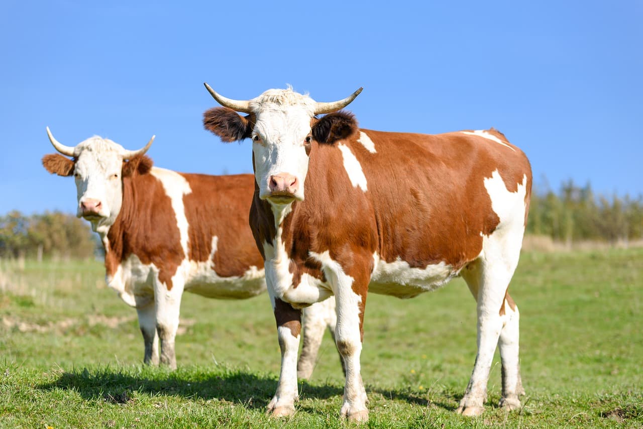 How Environmentally Friendly Cattle Farms Can also Make Money