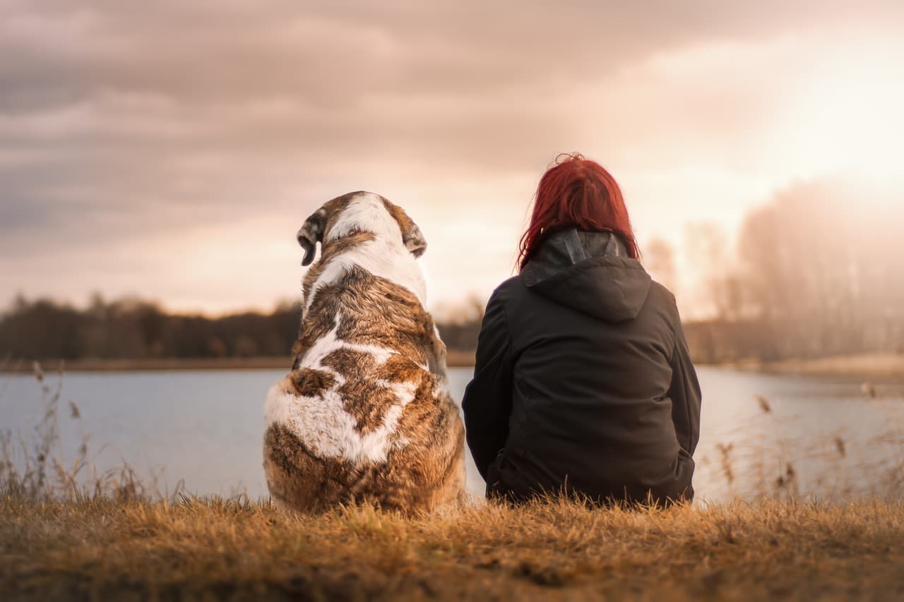 Therapy Dogs Helping Students Across Australia