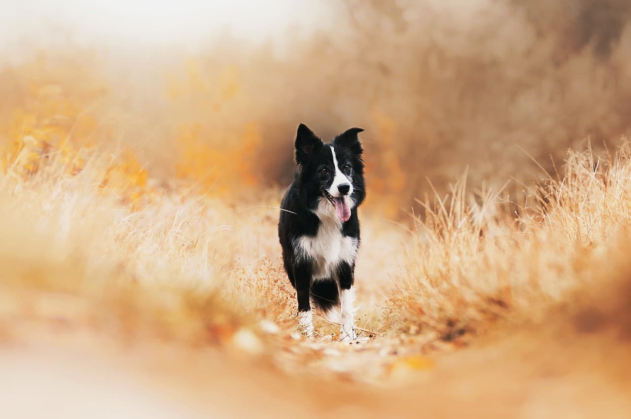 Have A Pet That Needs Sitting? This Sydney Startup Has Your Back