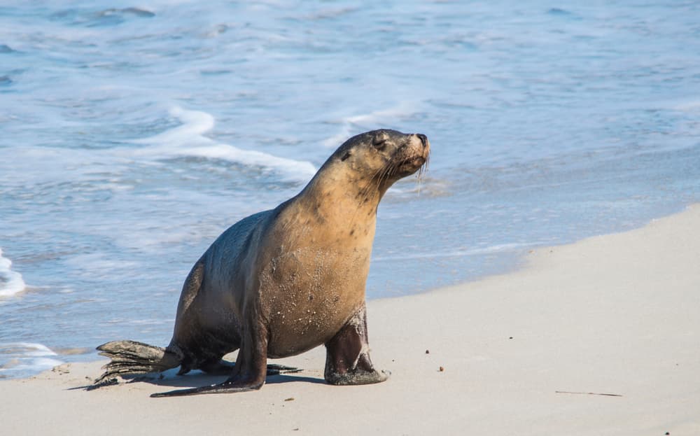 Seals in Sydney Harbour