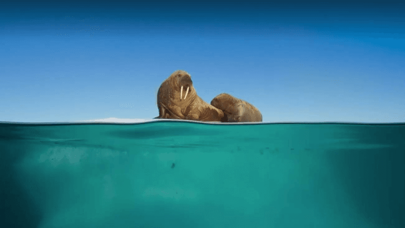 Swimming upStream: Dirk Gently & Blue Planet II