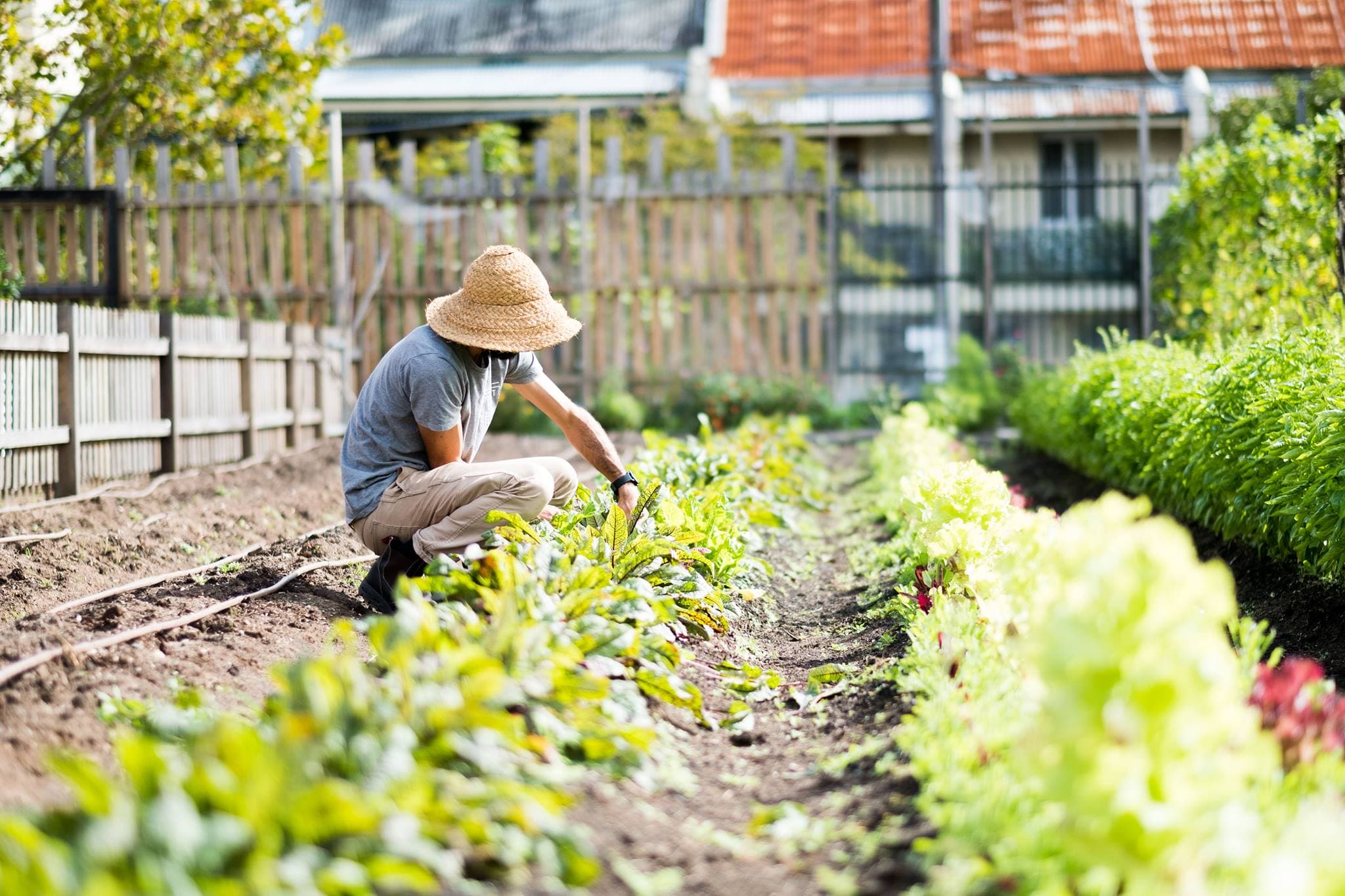 Urban Farming On An Abandoned Bowling Green