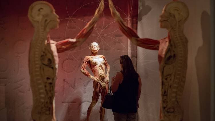 Anatomy meets art in Real Bodies: The Exhibition
