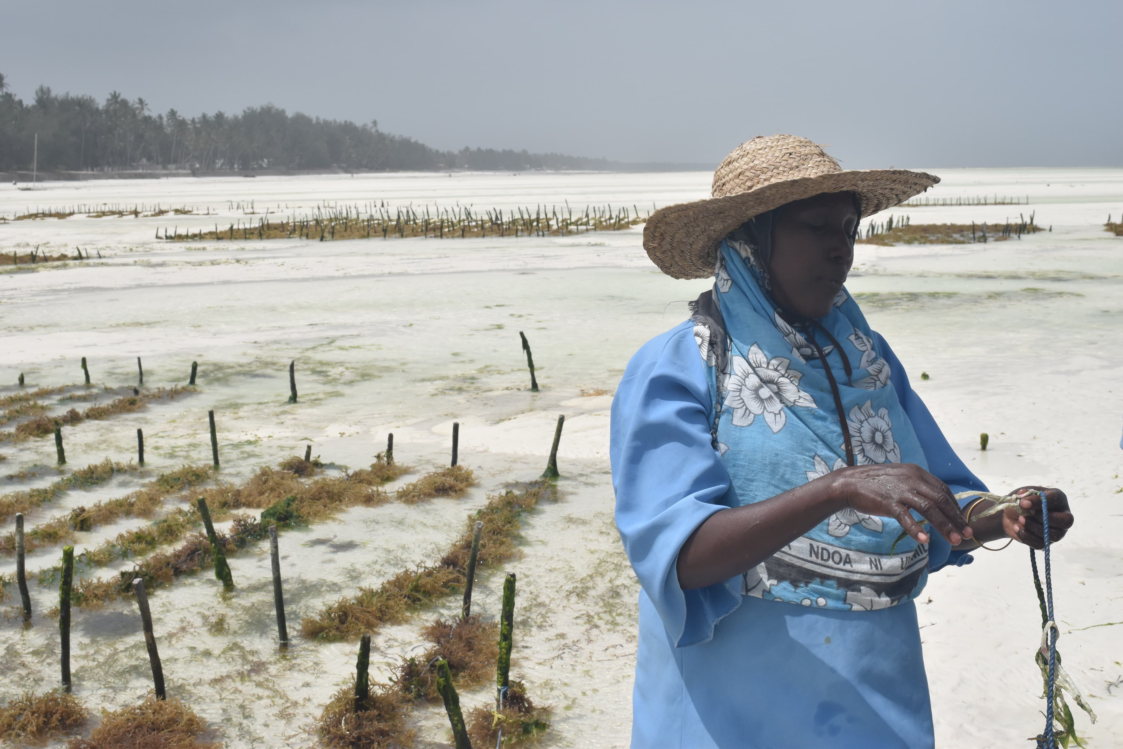 Seaweed Farming in Zanzibar