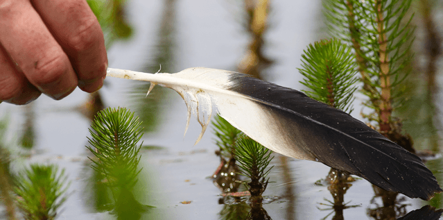 Help Build the Feather Map of Australia