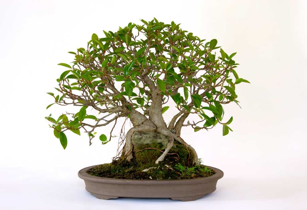 Bonsai: Generations of Growth