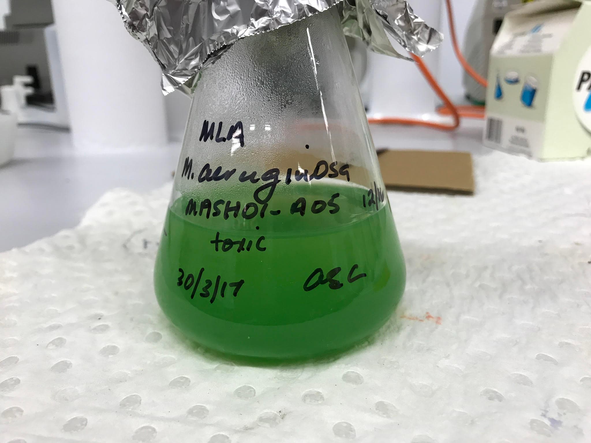 Australian algal blooms linked to motor neuron disease