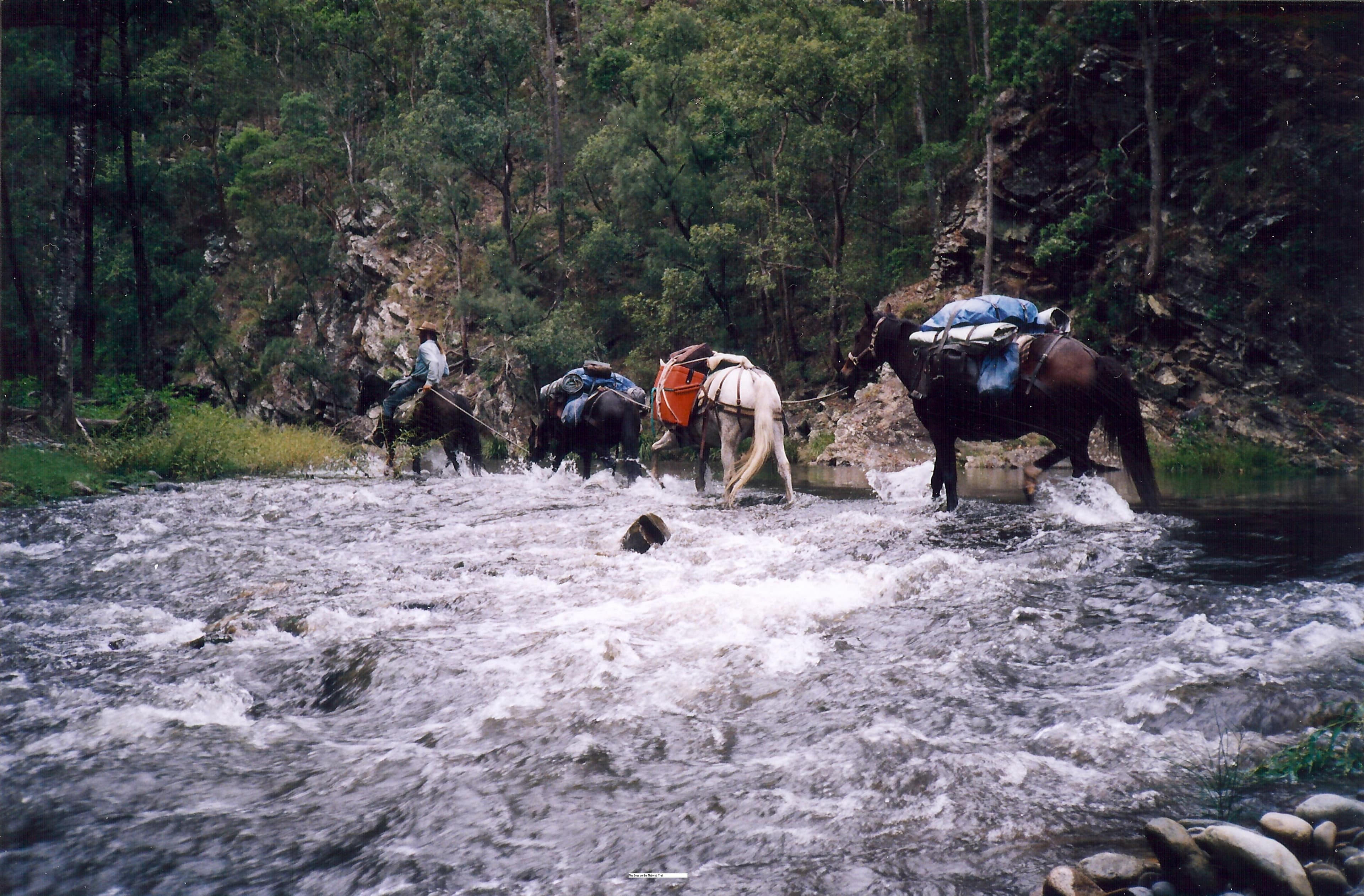 Brumby Culling in Kosciuszko National Park
