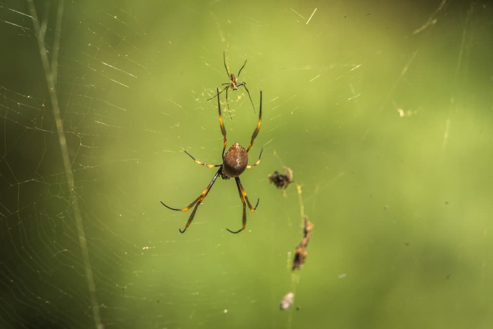 Spider silk- the future for synthetic materials?