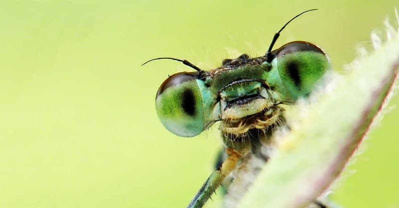 Rapid Insect Decline Caused By Climate Change