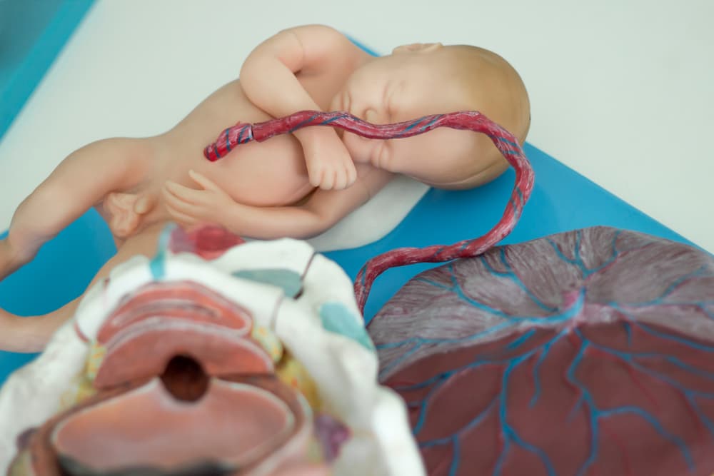 Eating Placenta: How is This a Thing?