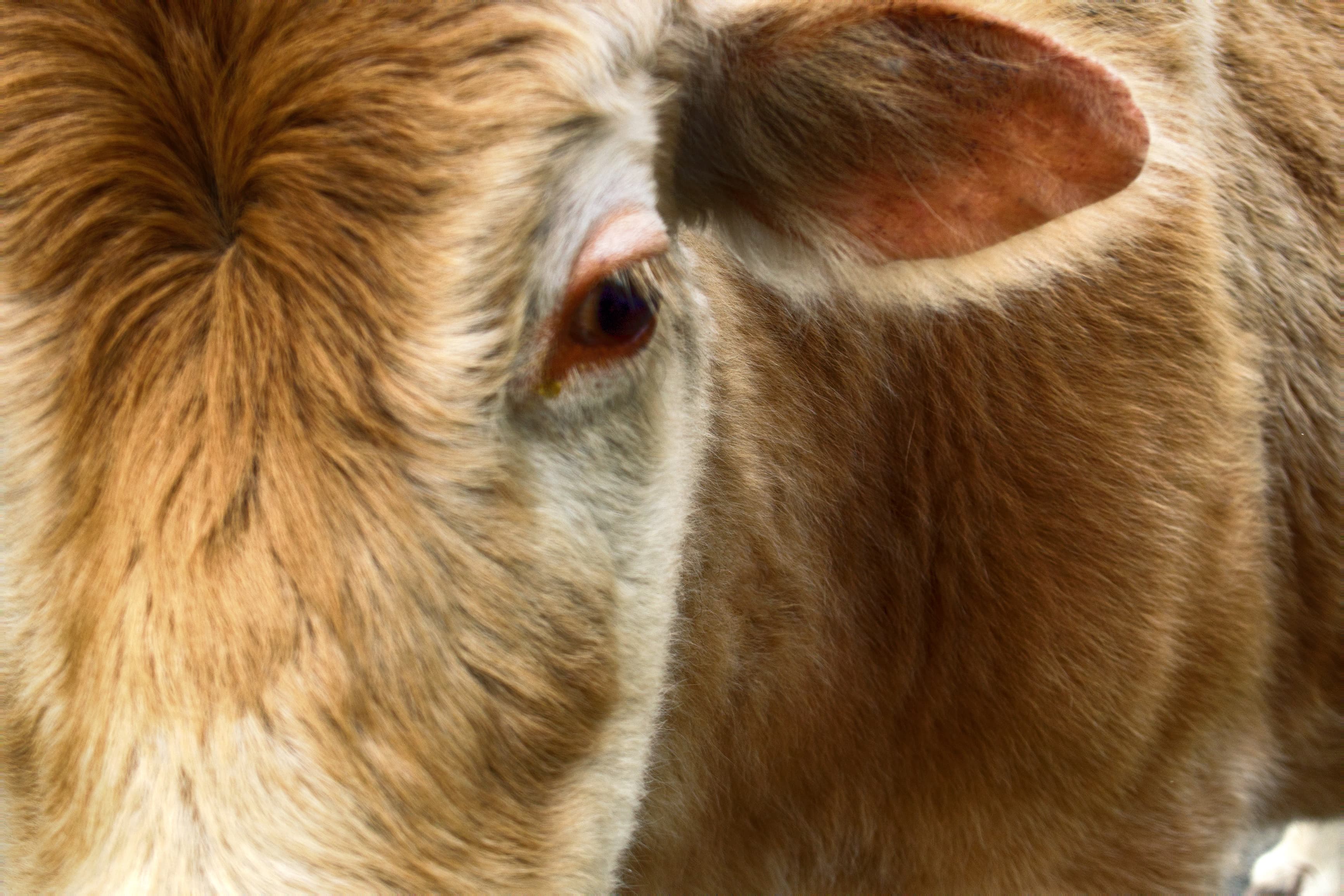 The Future of Lab Grown Meat