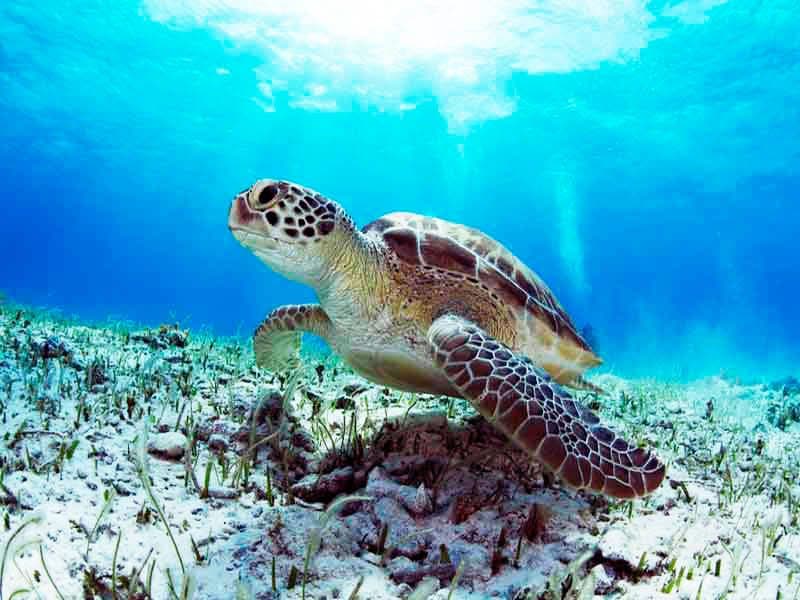 World Turtle Day. How Can We Help Them?