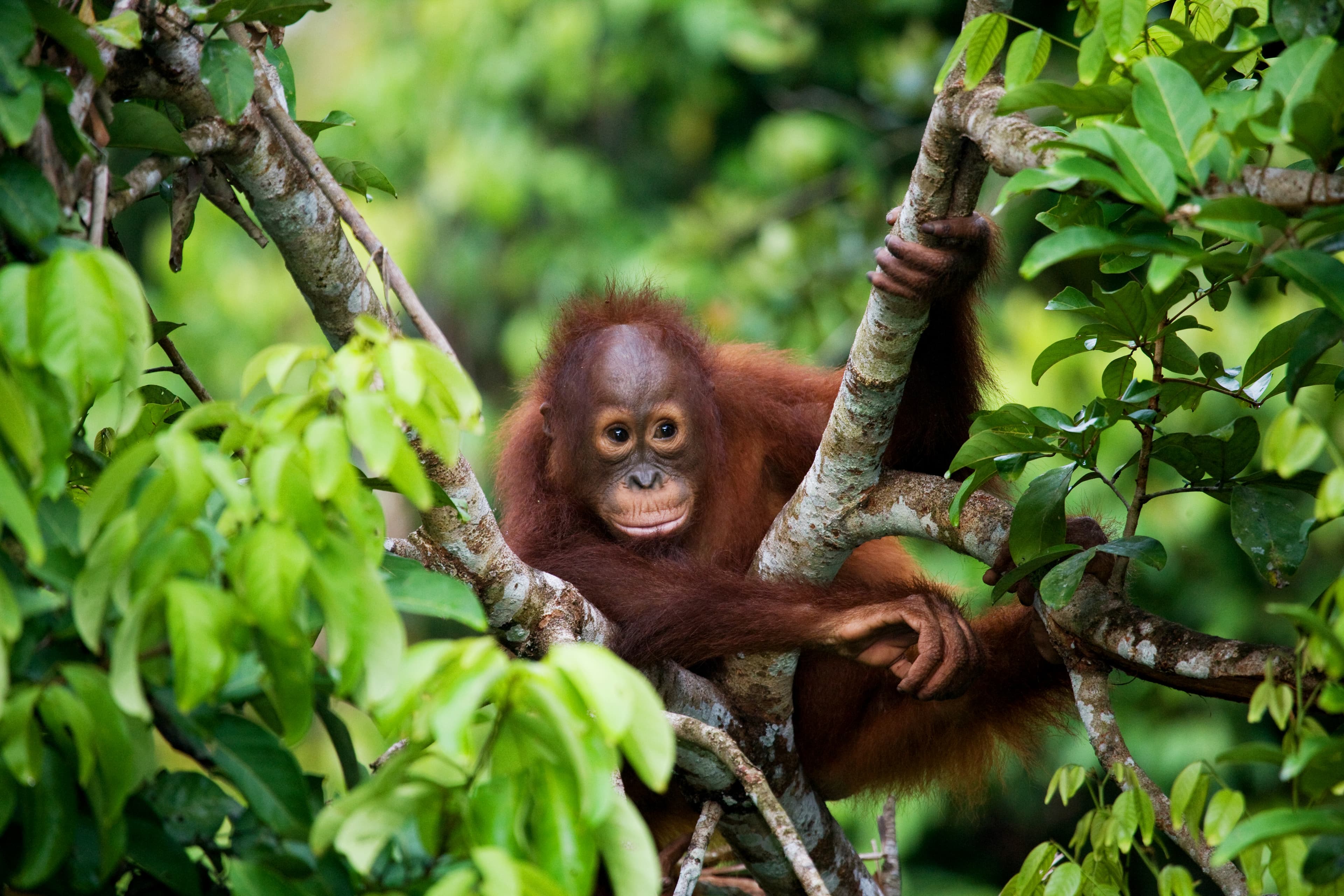 Are Palm Oil Certifications Effective?