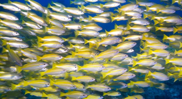Australian Fish Population In Decline