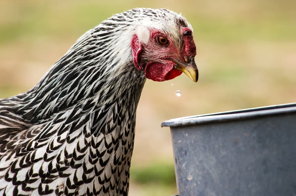 Sydney’s Backyard Chook Boom
