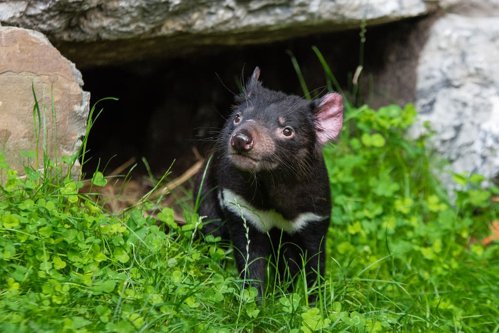 How a smartphone app could help save the Tasmanian Devil
