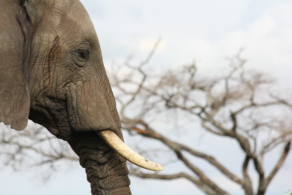Spotlight on Australian trade in elephant ivory and rhino horn