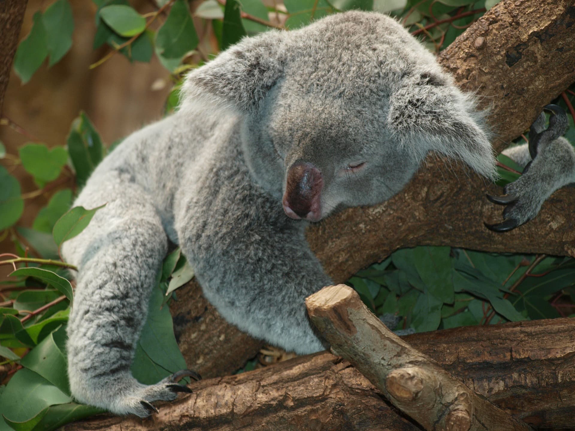 Is Australia’s Losing its Animals?