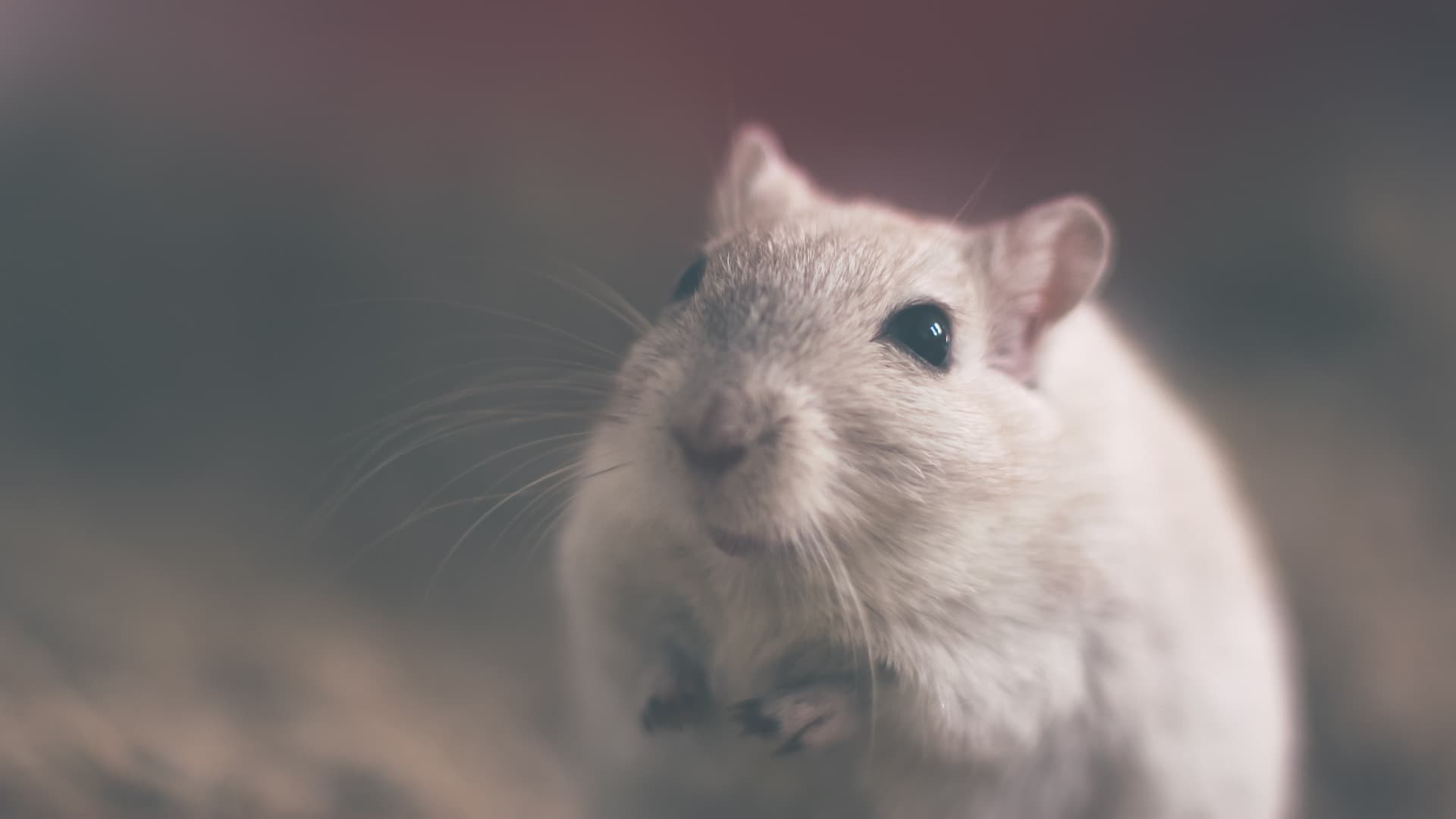 Of Mice and Mutants: Lab Grown Chimeras