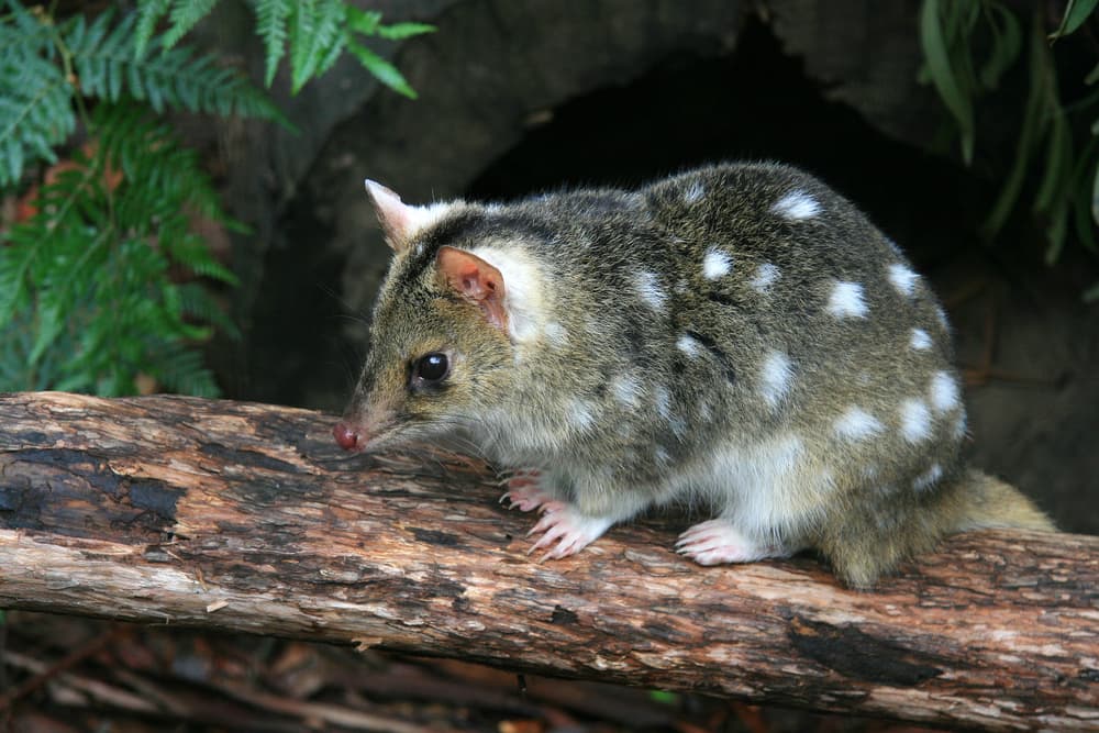 First Eastern Quolls born in wild on mainland Australia in 50 years