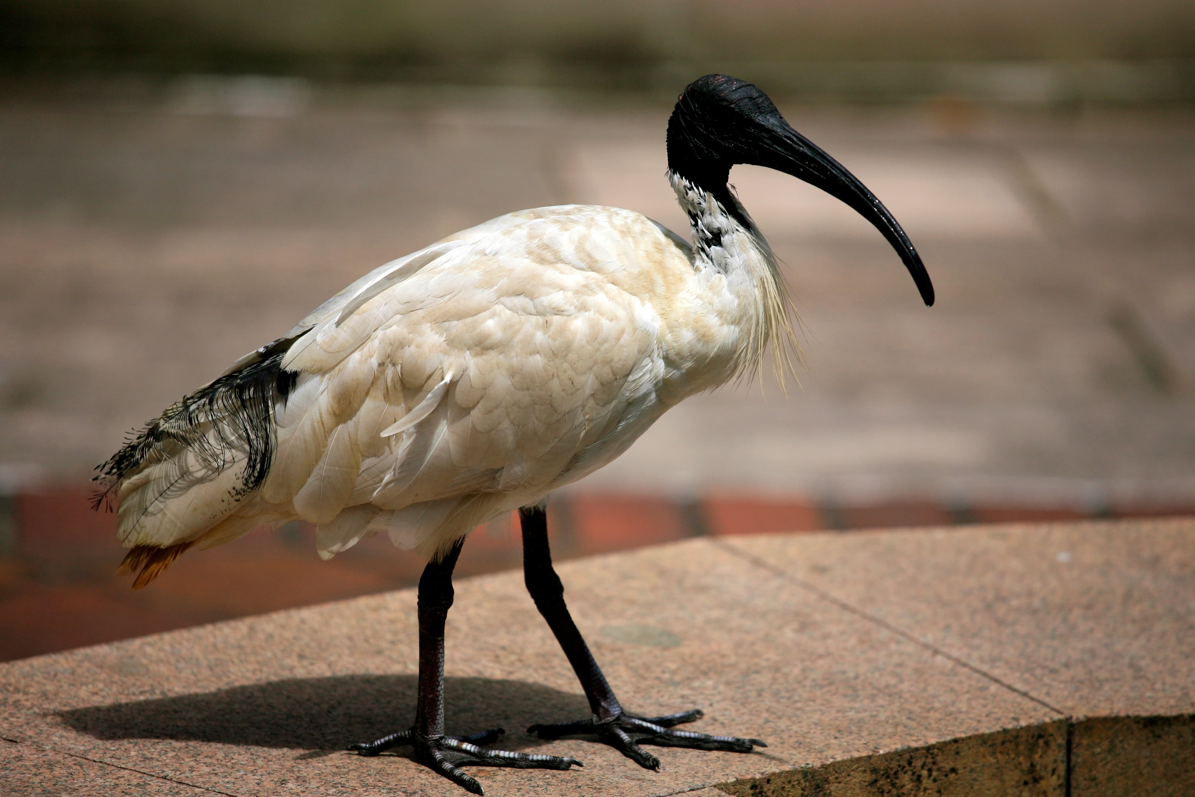 Why are there so many ibis in Sydney?