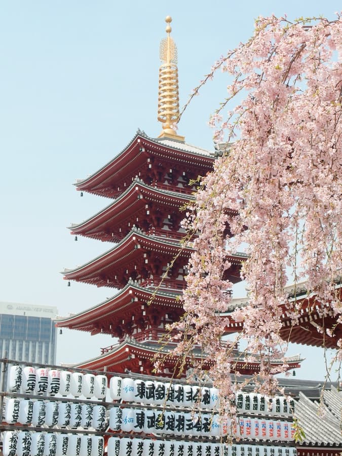 Cherry Blossoms are Blossoming and There’s a Festival to Celebrate