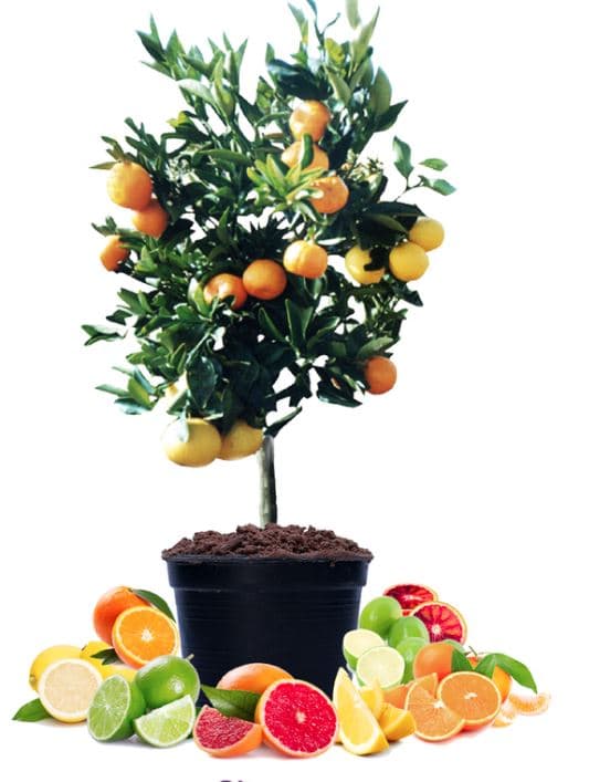 Arts & Graft: The Splendor of the Fruit Salad Tree