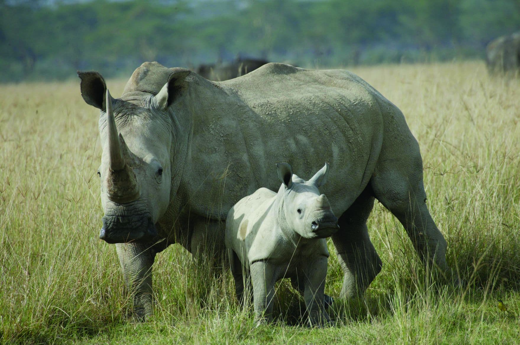 White Rhinos Can Be Saved – What Else Can?