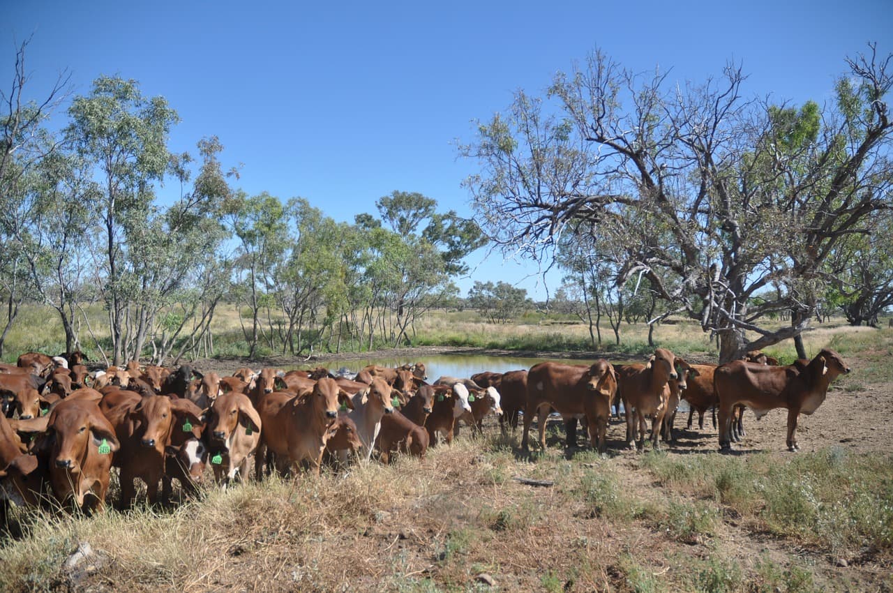 Indigenous Land Corporation Hands Cattle Stations Back To Traditional Owners Without Cattle
