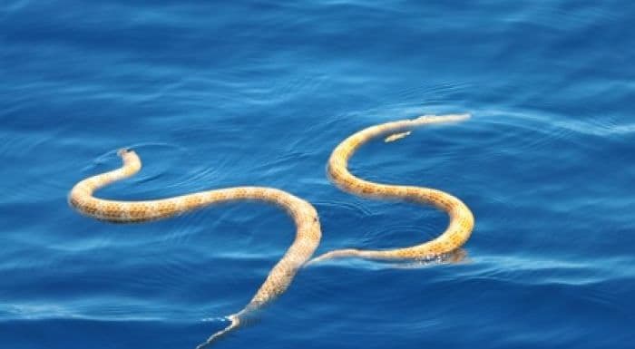 Sea Snake Hotspot Now Deserted