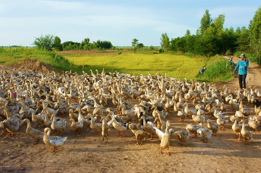 Australian Duck Farming