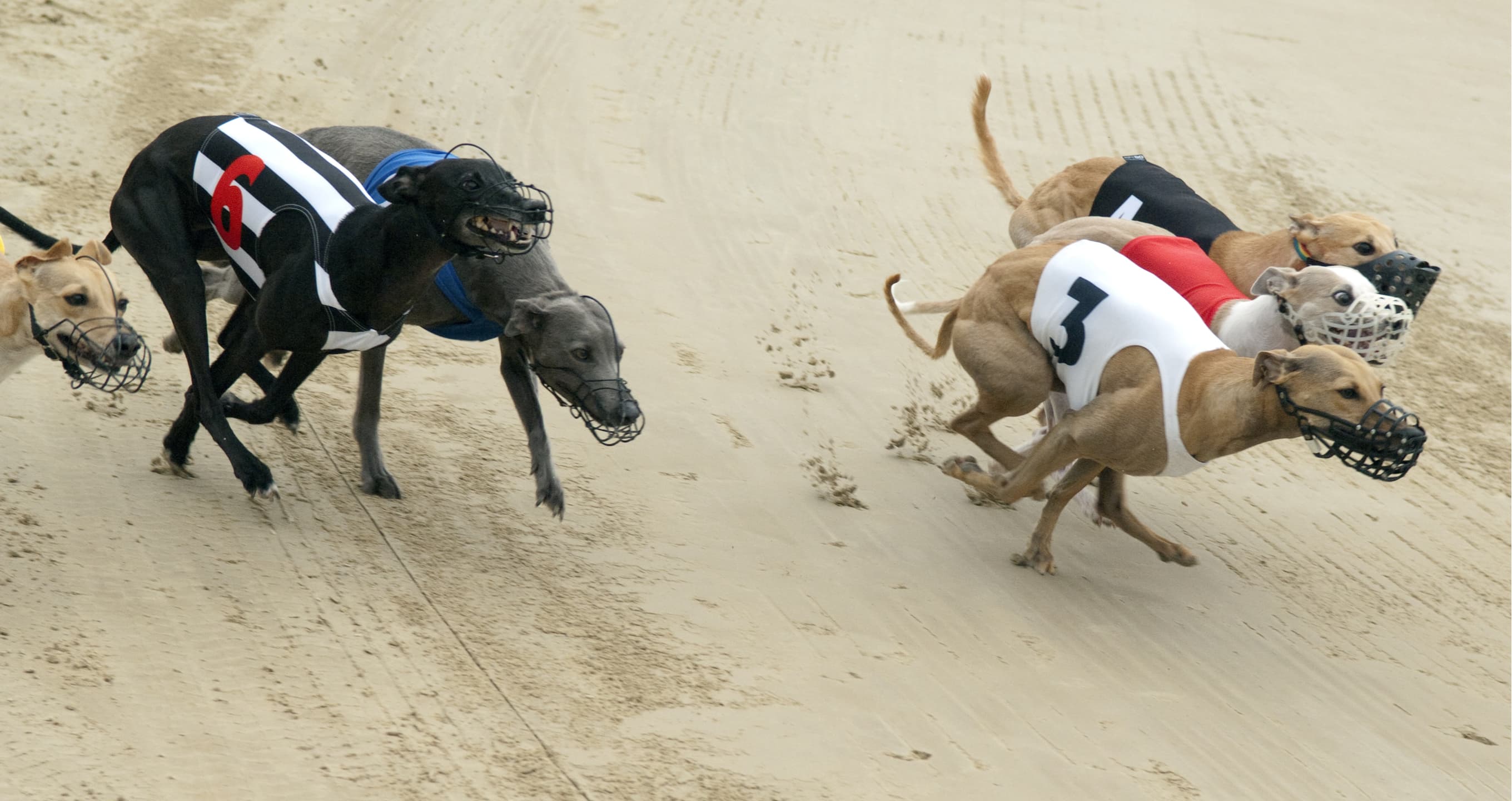 NSW Government Gives $500,000 To World’s Richest Greyhound Race