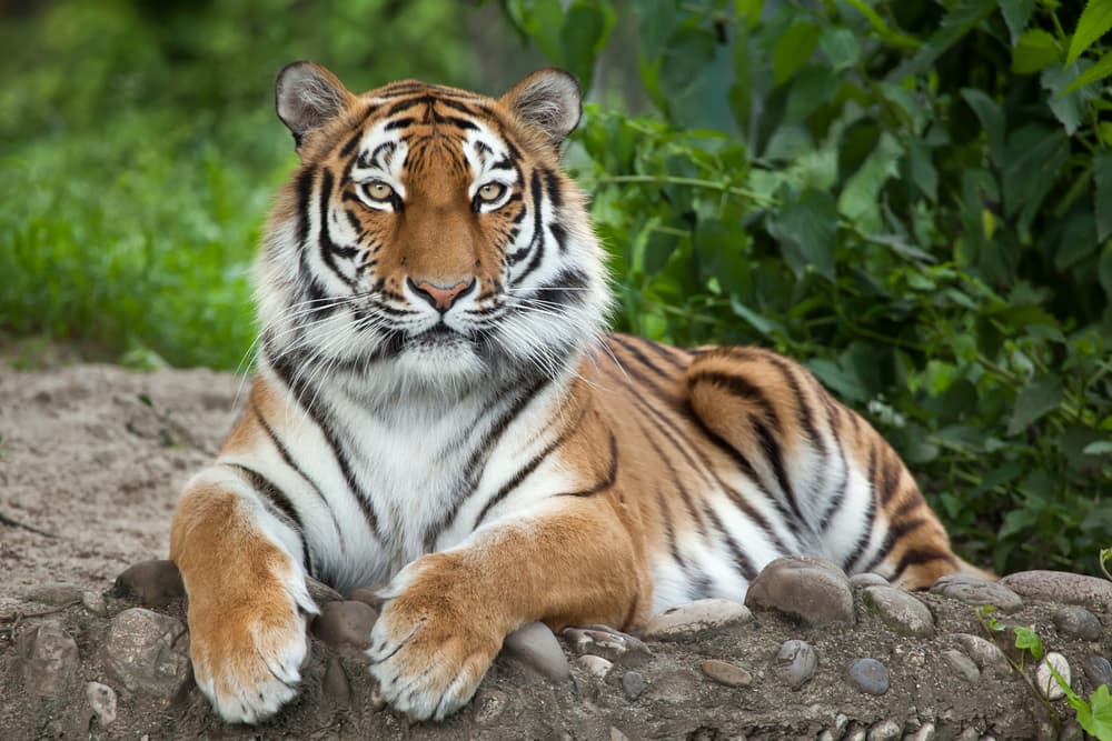 Palm Oil, It’s Killing Tigers