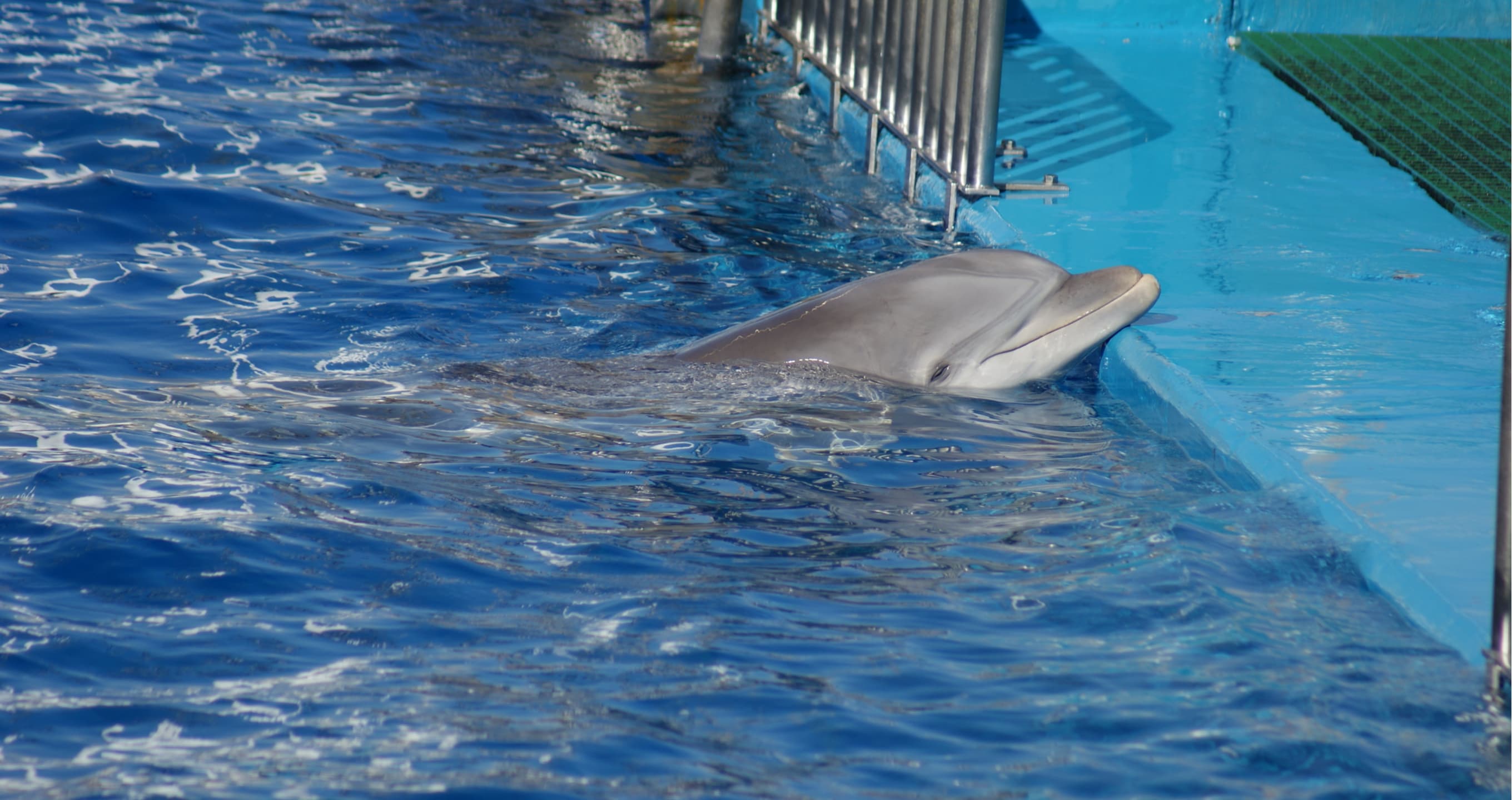 Study suggests last five dolphins in captivity in NSW should be kept in a ‘sea-pen sanctuary’