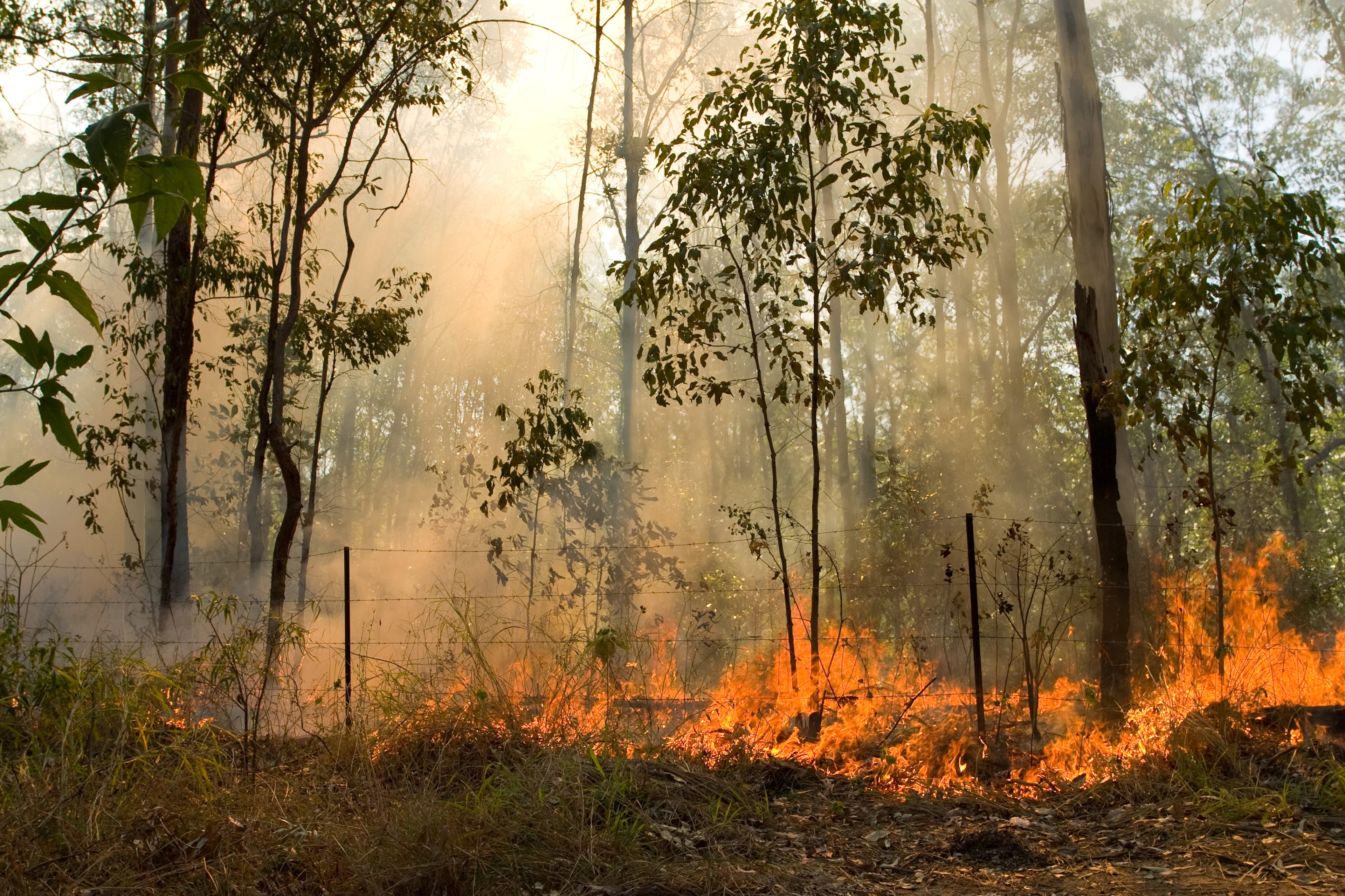 “No Decent Rain Until November”: NSW Rural Fire Services Stay Busy
